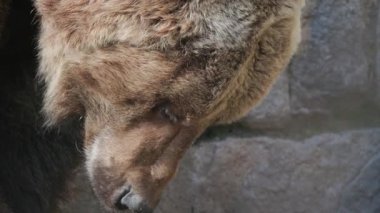 Büyük kahverengi ayıların aşırı yakın çekim kafası yavaşça uyanıyor ve gözlerini açıyor.