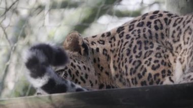 Güzel Pers leoparı vahşi yaşam tapınağındaki ahşap bir platformda dinleniyor ve etrafa bakıyor.