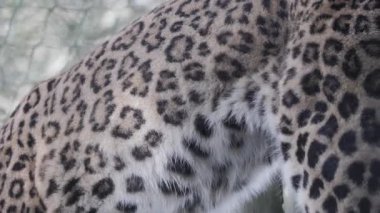 Majestic Amur leoparı hayvanat bahçesi duvarında dinleniyor, güzel, rosette desenli paltosunu gösteriyor.