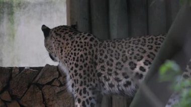 Tehlikede olan Amur leoparı etrafa bakıyor ve hayvanat bahçesinde yürüyor.