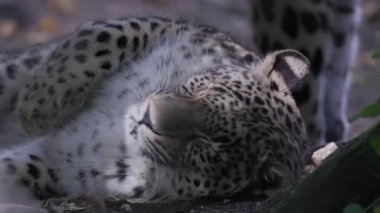 Nesli tükenmekte olan amur leoparı uyanıyor ve gölgede sırtüstü uzanıyor.