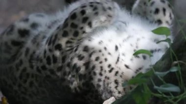 Göz kamaştırıcı bir İranlı leoparın uykusundan uyanıp etrafını kolaçan ettiği yakın plan.