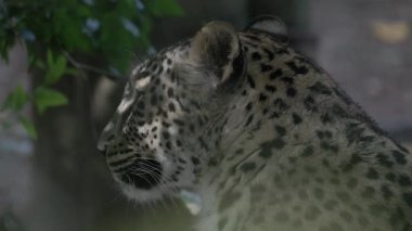 Görkemli benekli leopar doğal ortamında büyük bir esnemede dişlerini ve dilini gösteriyor.