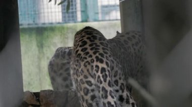 Benekli kürklü güzel leoparlar hayvanat bahçelerinde rahatlıyorlar.