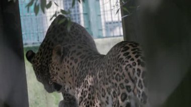 Görkemli İranlı leoparlar hayvanat bahçesinin içinde yürüyorlar.