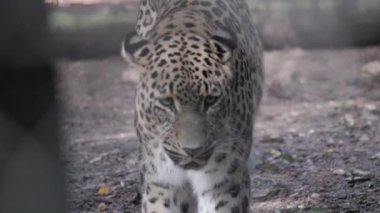 Görkemli Pers leoparı tehditkar ve yoğun bir bakışla kameraya doğru yürüyor ve bakıyor.