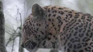 Bir ağaç dalında oturan görkemli bir leoparın yakın çekimi. Kükreyerek ve dikkatlice doğal ortamını gözlemliyor.