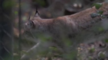 Güzel Avrasyalı vaşak, bir hayvanat bahçesinde ya da barınakta, tel örgülerin arkasında dolaşıyordu.