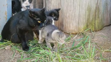 Çocuklu kedi - yeni doğmuş kedi yavruları anne ile açık havada oynuyor, telefoto şutu.