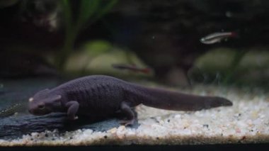 İspanyol tırtıklı semenderi, bir su semenderi, akvaryumun kumlu tabanında yavaşça yürüyor.