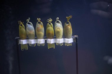 Embriyoları gelişen köpek balığı yumurtaları karanlık bir tankta eğitici bir şekilde sergileniyor.