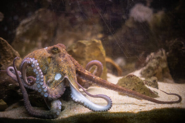 Осьминог с различными сосунками, отдыхающими под водой в естественной морской среде обитания