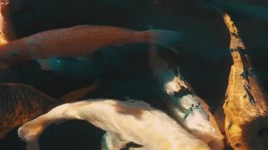 Renkli süslemeli koi sazanı güzel ışık yansımaları olan karanlık bir gölde zarifçe yüzüyor.