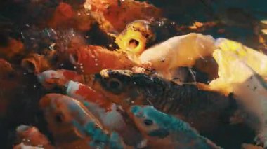 Büyük bir grup süs balığı havuzda yüzüyor ve ağzı açık yemek için savaşıyor.