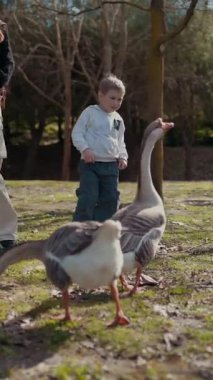 Anne ve oğlu parkta kazlardan kaçarken eğleniyorlar.