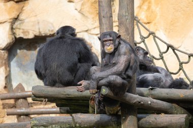 Şempanzeler kendi çevrelerindeki ahşap bir yapıda yiyip dinleniyorlar.