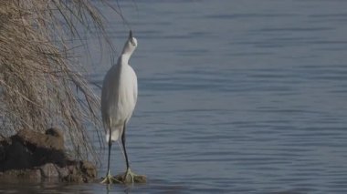 Suyun kenarındaki bir kayanın üzerinde duran zarif beyaz kuş bir yudumda balık yakalayıp yiyor.