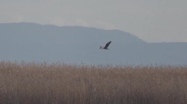 Görkemli gri balıkçıl zarif bir şekilde kamış yatağından kalkıyor ve puslu bir arazide uçuyor.