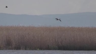 Bataklık ortamında sık bir sazlıktan uçan görkemli bir vinç.