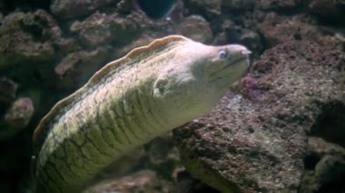 Close-up of a white-eyed moray eel swimming gracefully near a rocky coral reef background