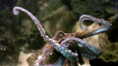 Ahtapot, akvaryumdaki bir kayanın üzerinde dinlenirken uzun ve esnek dokunaçlarını hareket ettirir.