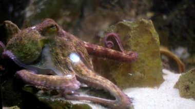 Akıllı ahtapot akvaryum tankının kumlu tabanında kayalık yaşam alanını keşfediyor.