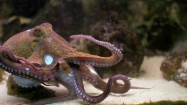 Büyük ahtapot deniz tabanının kumlu zemininde sürünüyor ve dokunaçlarını hareket ettiriyor.