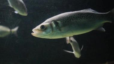 Levrek sürüsü ve diğer balıklar büyük bir akvaryumun karanlık sularında huzur içinde yüzüyorlar.