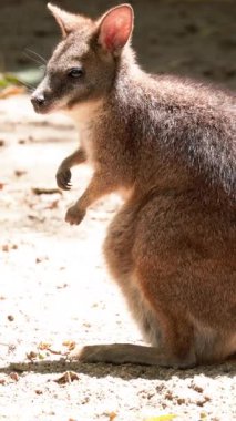 Kırmızı boyunlu valabi, doğal bir ortamda kumlu zeminde oturur ve yemek yer.