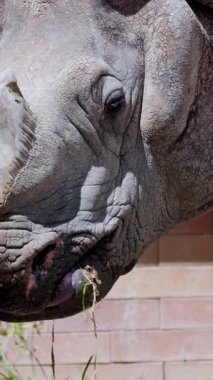 Büyük Hint gergedanları hayvanat bahçesindeki çimlerin tadını çıkarıyor.