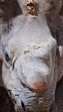 Hayvanat bahçesinde yürüyen büyük Hint gergedanları.