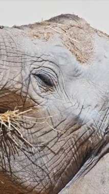 Bulanık arka planda samanların tadını çıkaran genç bir fil.