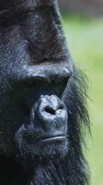 Güçlü goril, heybetli varlığını ve gücünü sergiliyor.