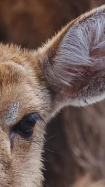 Genç geyik yavrusu etrafını sarıyor.