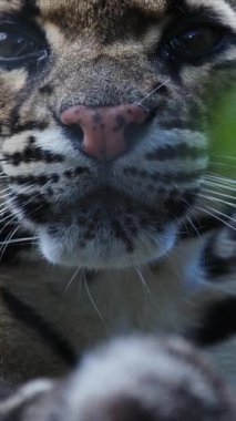 Bulutlu leopar kameraya yoğun bir şekilde bakıyor, dilini dışarı çıkarıyor.