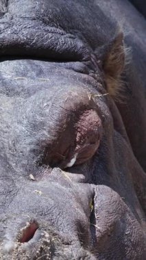 Büyük su aygırı kafasını hayvanat bahçesinin etrafındaki kumlara yaslar ve yavaşça göz kırpar.