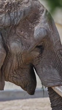 Büyük bir Afrika fili hayvanat bahçesindeki çimenleri çiğniyor.