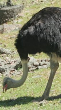 Hayvanat bahçesindeki çimenleri gagalayan siyah beyaz tüylü devekuşu.