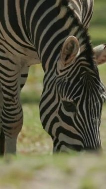 Zebra güneşli bir çayırda huzur içinde otluyor.