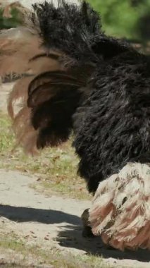 Deve kuşu çiftleşme ritüeli sırasında kanatlarını açıp kuyruk tüylerini sallıyor.