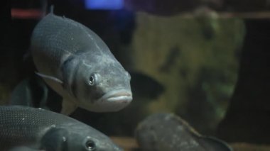 Avrupa levreği büyük, loş bir akvaryumda yavaşça yüzerken, arka planda diğer balıklar