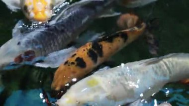 Canlı koi sazanı, karanlık ve yansıtıcı suyla sakin bir gölette birlikte yüzüyor.