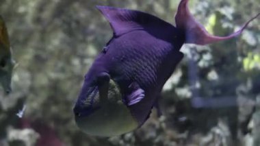 Canlı kırmızı dişli tetikleyici balıklar bir okyanus sergisi içinde mercan resifleri arasında zarifçe yüzüyorlar.