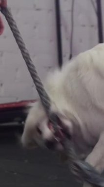Training a gripe bite of golden retriever using a thick rope. Mid shot