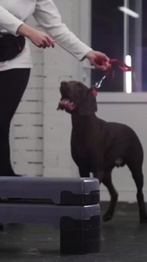 Köpeklerini kapalı alanda eğiten iki kadın bariyerlerin üzerinden atlıyor. Orta çekim