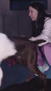 German shorthaired dog and golden retriever playing together with their women owners holding them by the leash. Mid shot