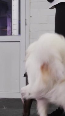 Brown and white trained dogs playing in the indoors training area. Mid shot