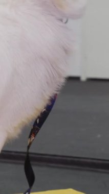 A woman gives a treat to trained golden retriever after its making a trick. Mid shot