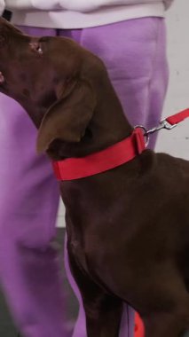 A brown German hunting dog bypasses obstacles on the training area and gets a treat. Mid shot