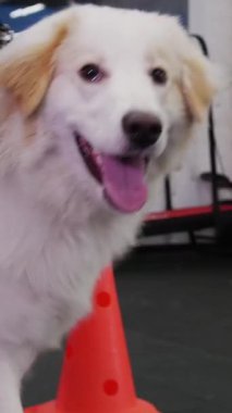 A golden retriever dog bypasses obstacles on the training area. Mid shot